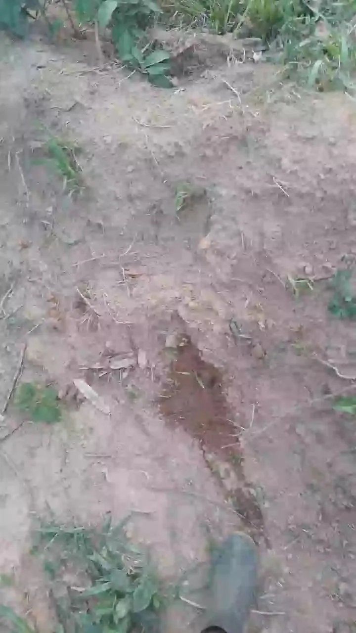 Daddy_capixaba on Cam4 